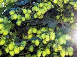 Yakima Valley Hops