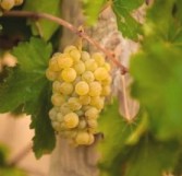Chenin Blanc grapes/Photo by michaelolivier.co.za