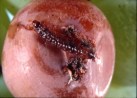 Larval stage of Grape Berry Moth