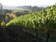 Stangeland Vineyards