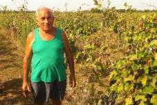Natalino del Prete in the vineyard