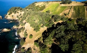 Man O' War's shoreline vineyards