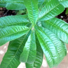 Lemon Verbena/Photo by drunkenbotanist.com