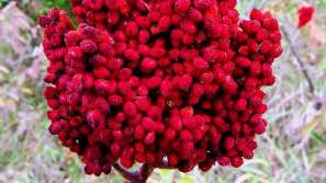 Sumac Berries