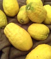 The Elusive Etrog