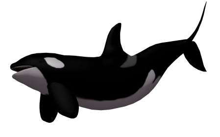 killer-whales-cartoons-6